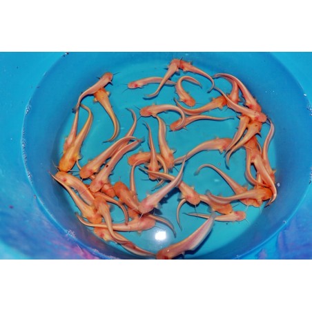 Somn albino 12-15cm de vanzare pesti ieftine