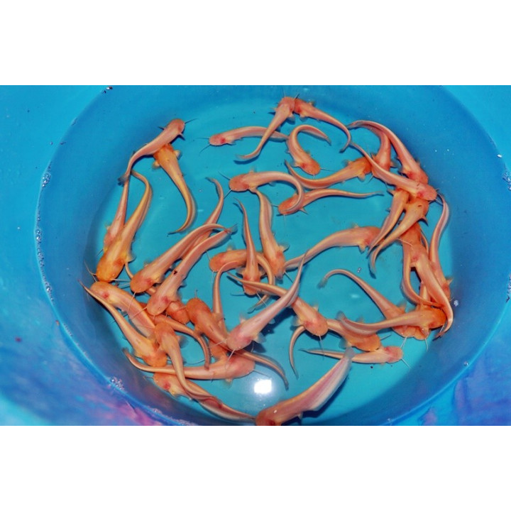 Somn albino 12-15cm de vanzare pesti ieftine