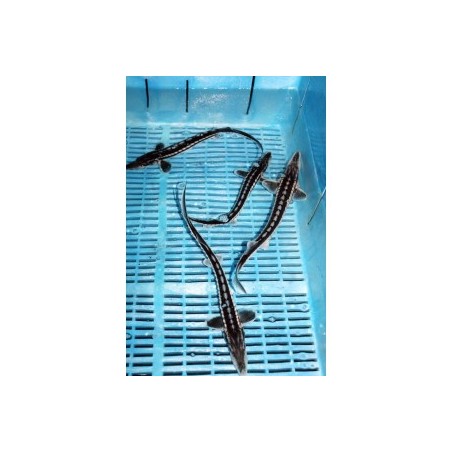 Aligator Sturion 90-100 cm | Sturion, cega acipenser baeri de iaz