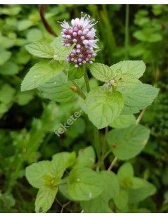 Mentha aquatica