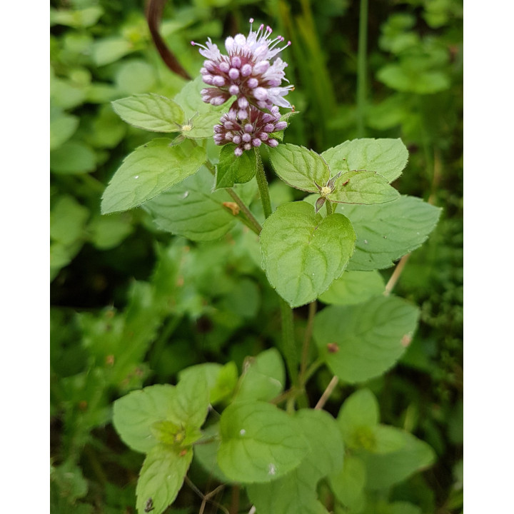 Mentha aquatica
