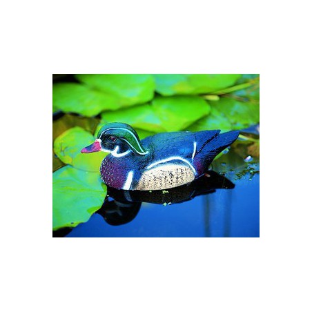 Rata Carolina mascul 30cm