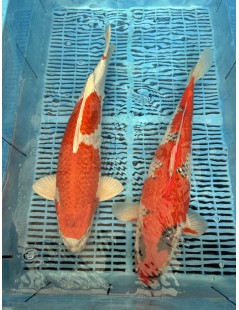 Koi Handpick 45-50cm 4