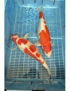 Koi Handpick 45-50cm 6