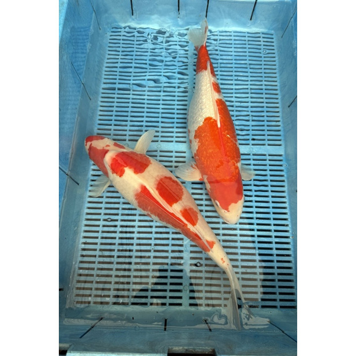 Koi Handpick 45-50cm 6