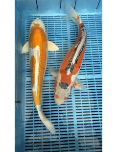 Koi Handpick 45-50cm 7