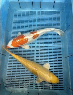 Koi Handpick 45-50cm 8