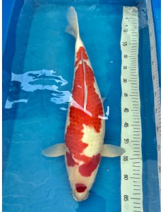 Koi Handpick 55-60cm