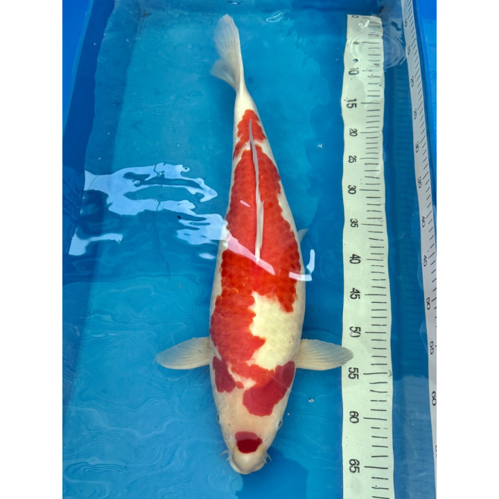 Koi Handpick 55-60cm