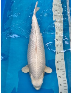 Koi Handpick 55-60cm