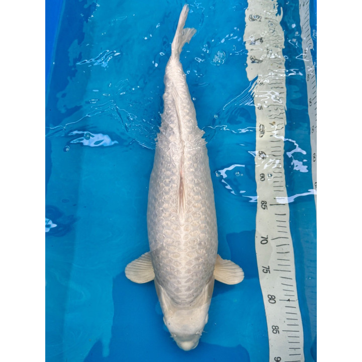 Koi Handpick 55-60cm