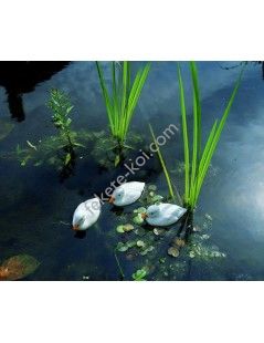 Rata ratusca alb (1buc) 12cm