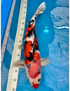 Koi Handpick 55-60cm