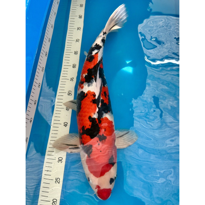 Koi Handpick 55-60cm