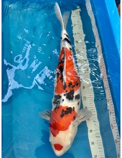 Koi Handpick 55-60cm