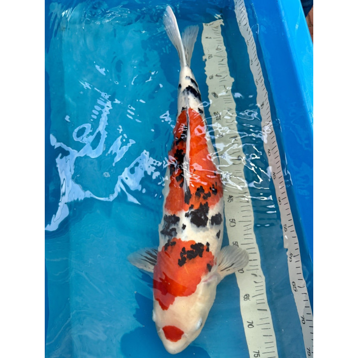 Koi Handpick 55-60cm