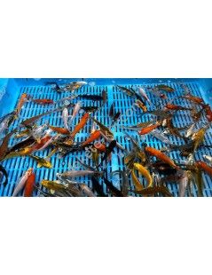 Crapi Koi A Mix 9-12cm de vanzare pesti ieftine