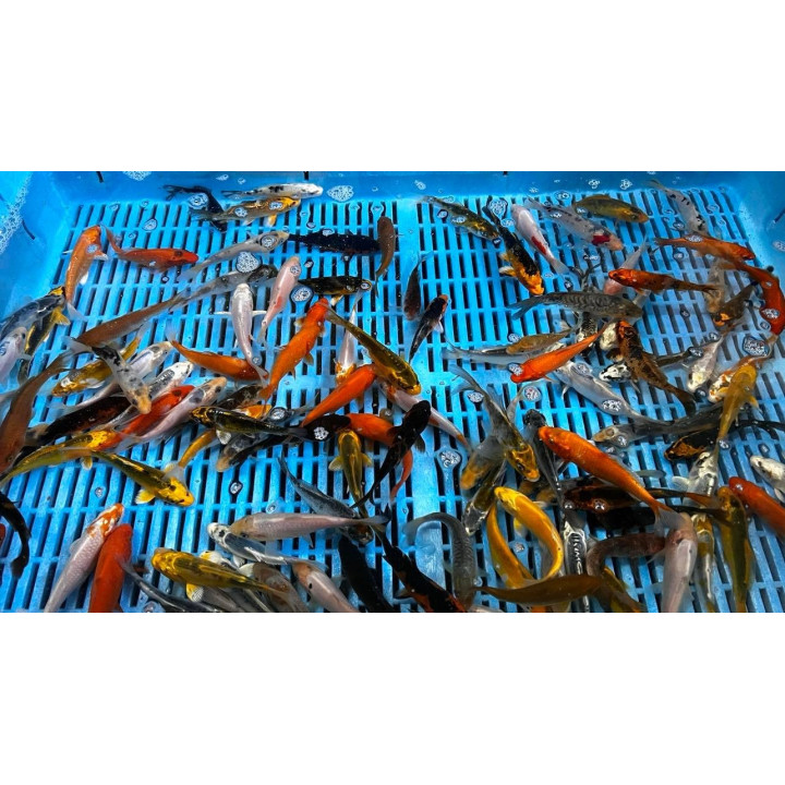 Crapi Koi A Mix 9-12cm de vanzare pesti ieftine