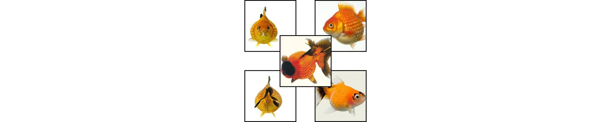 Pearlscale -Bob de orez