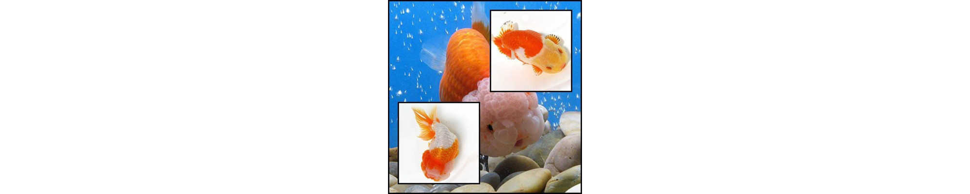 Ranchu