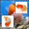 Ranchu