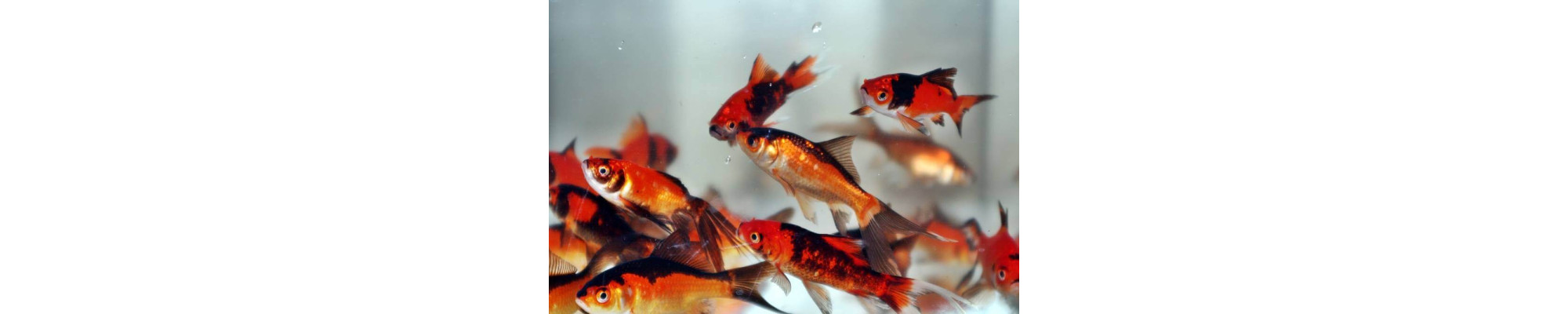 Carasi auriu rosu-negru