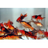 Carasi auriu rosu-negru
