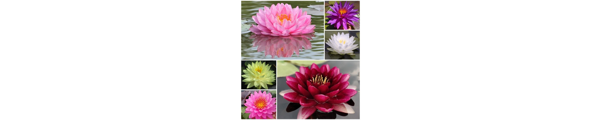 Nufar de iaz Nymphaea