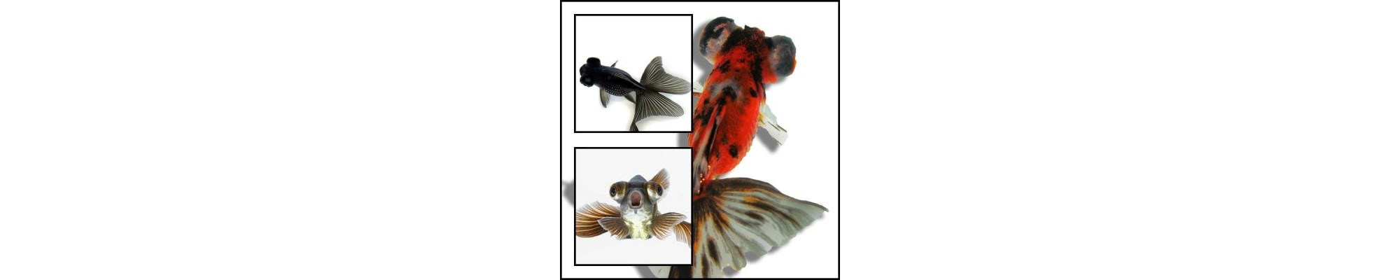 Black moor , moor mix