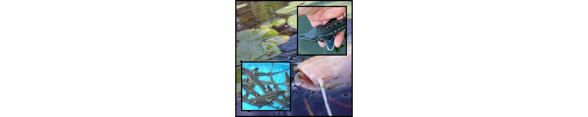 Pesti care traiesc pe fundul iazului