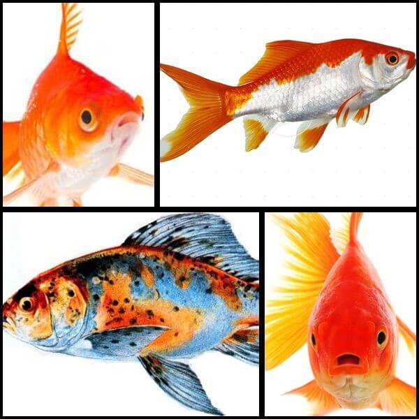 Caras cu coada simpla,Sarasa,Shubunkin