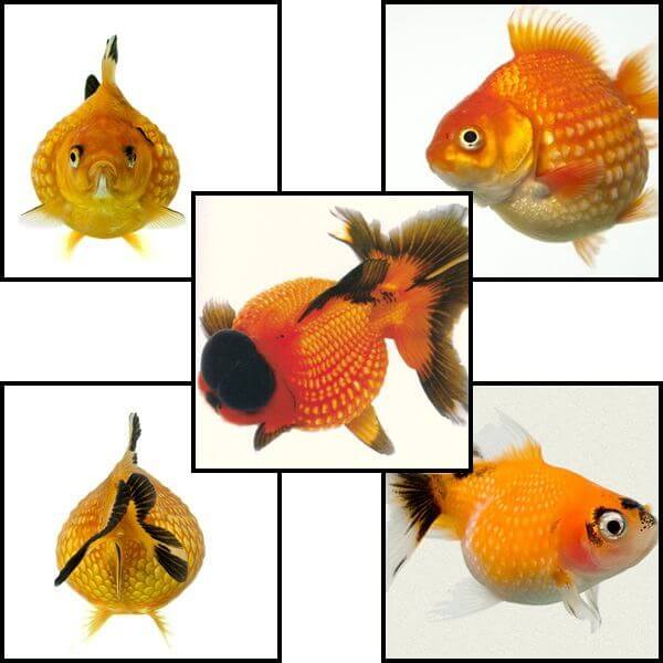 Pearlscale -Bob de orez