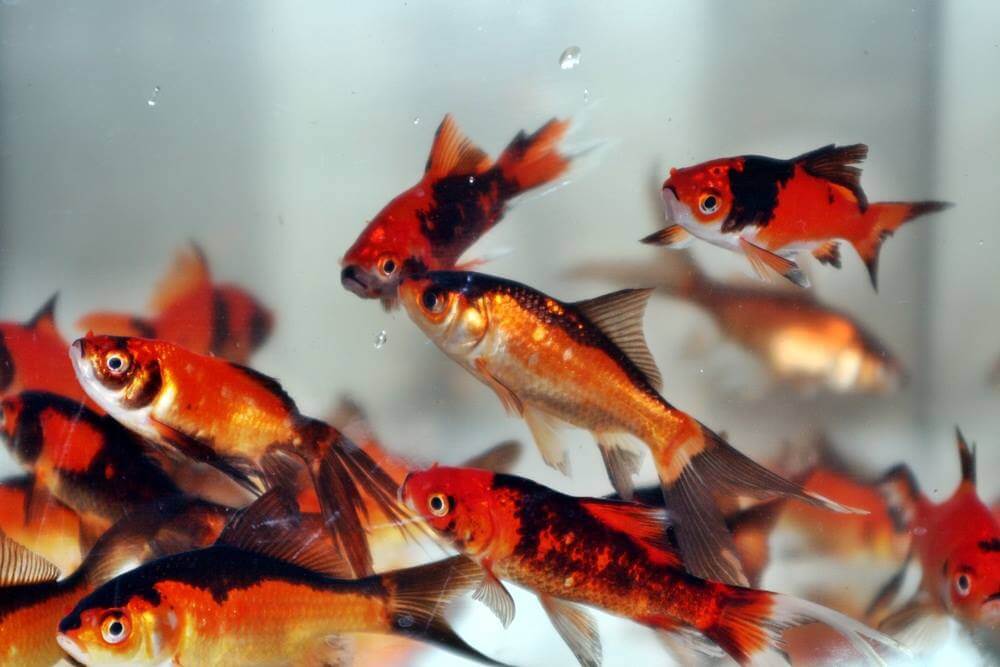 Carasi auriu rosu-negru