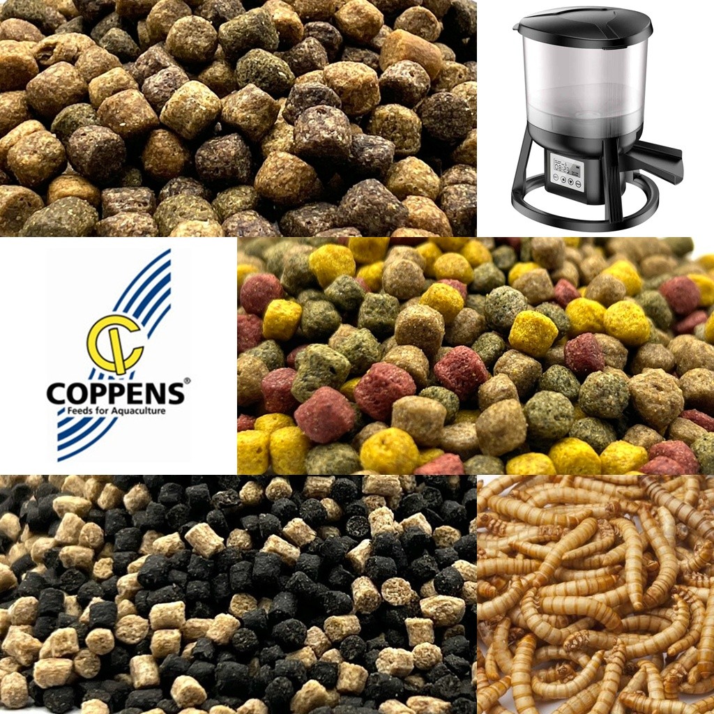 Hrana pentru pesti de iaz , acvariu