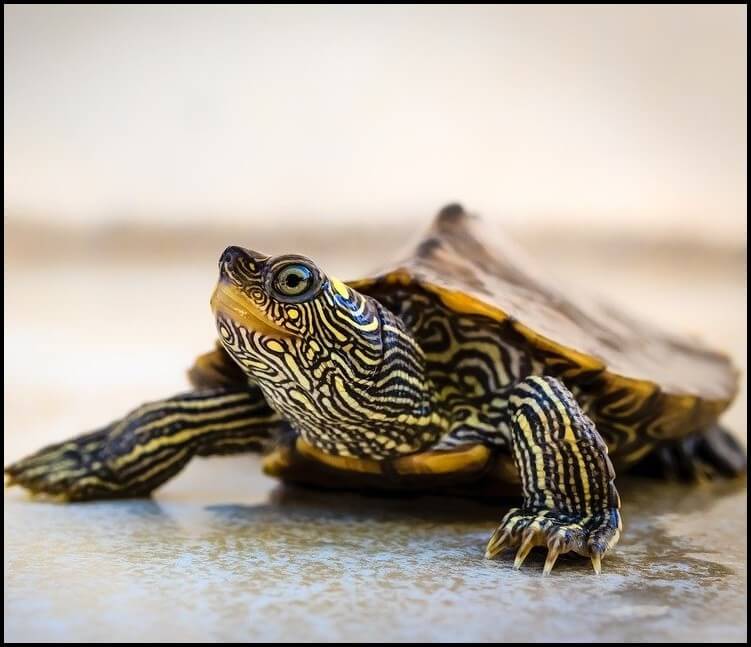 Hrana pentru broaste testoase