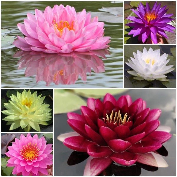 Nufar de iaz Nymphaea