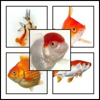 Carasi aurii ( Goldfish)