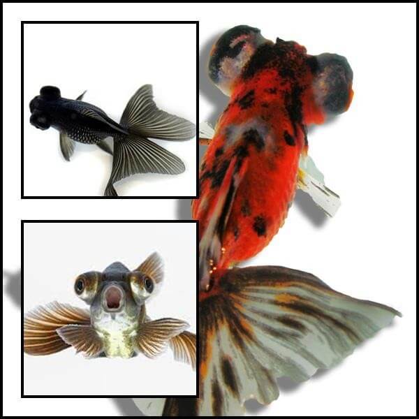 Black moor , moor mix