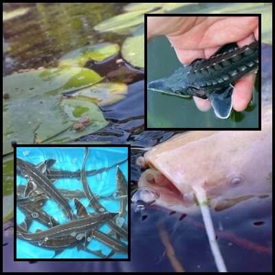 Pesti care traiesc pe fundul iazului