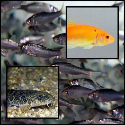 Pesti sanitari, Bancurile de pesti